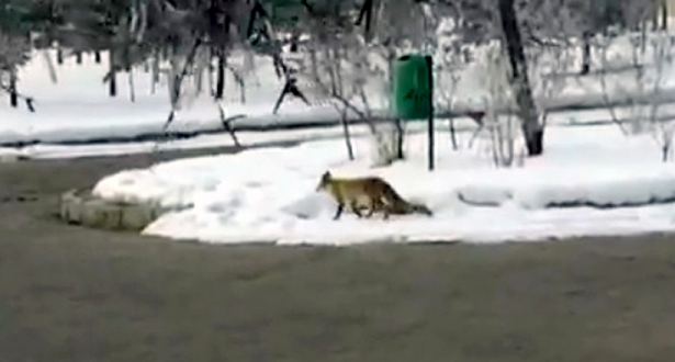 Erzurum'da aç kalan tilki şehre indi