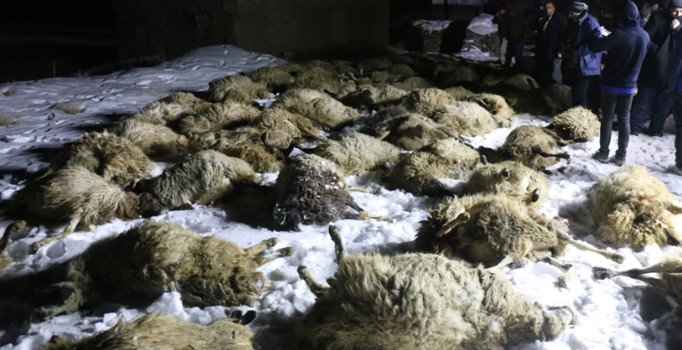 Ahır çatısının çökmesi sonucu 75 koyun telef oldu