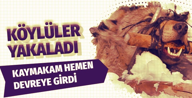 Köylüler yakaladı kaymakam devreye girdi! Korkutan görüntü