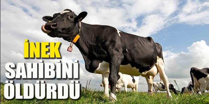 Erzurum'da İneğin teptiği kadın yaşamını yitirdi