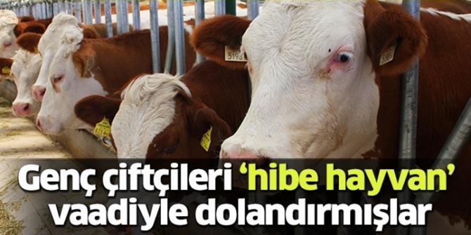 "Hibe hayvan" dolandırıcılığında 16 tutuklama