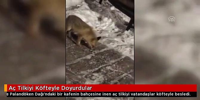 Aç tilkiyi köfteyle doyurdular