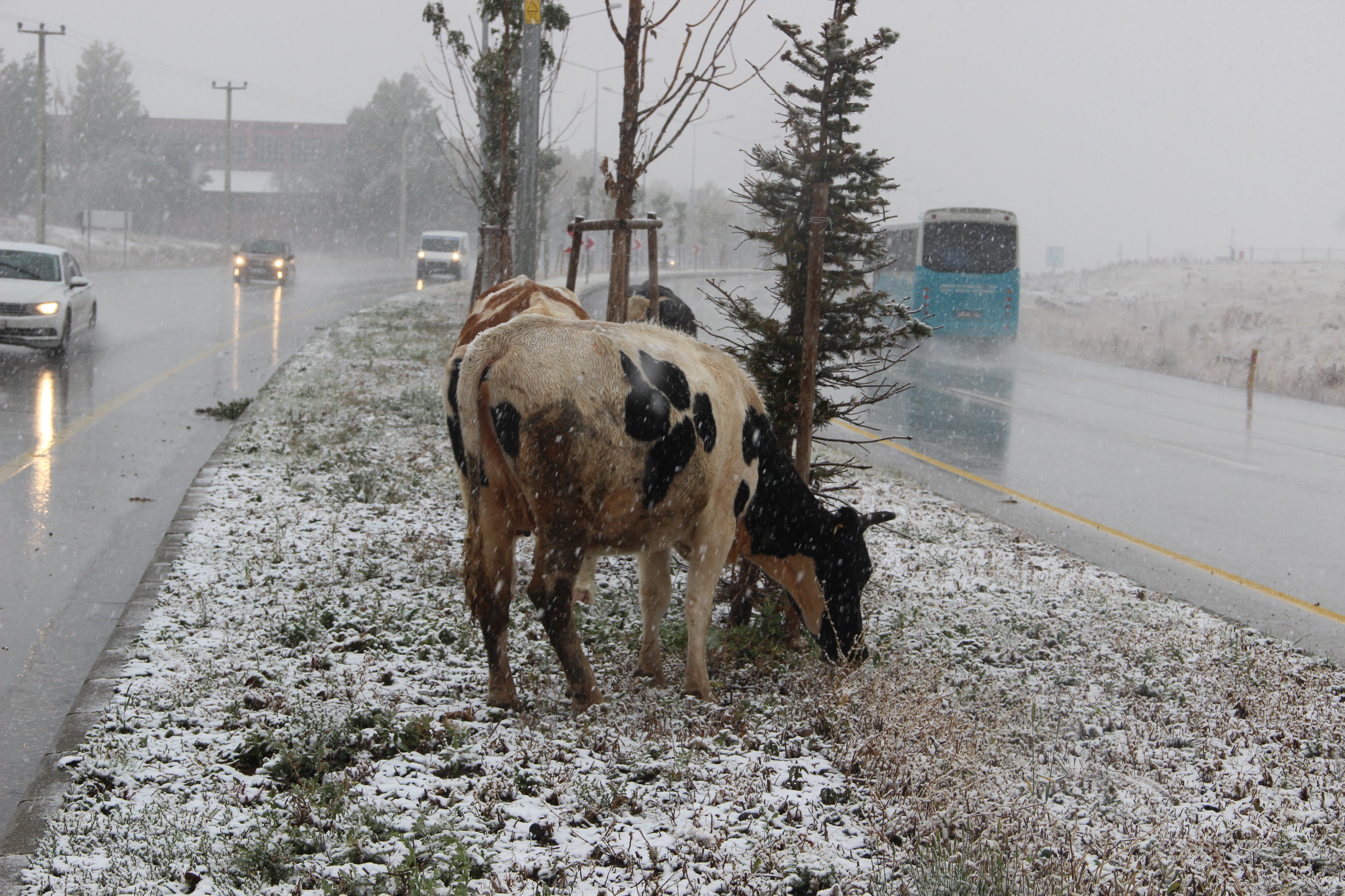 Doğu Anadolu Bölgesi'nde kar yağışı