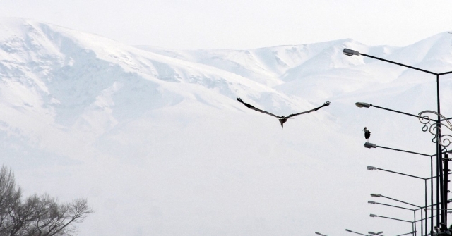 Göç edemeyen leylekler eksi 25 derecede Erzurum’da kaldı