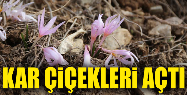 Erzurum'da Baharın Müjdecisi Kar Çiçekleri Açtı