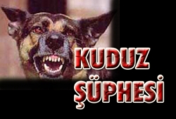 Kuduz köpek etkisiz hale getirildi