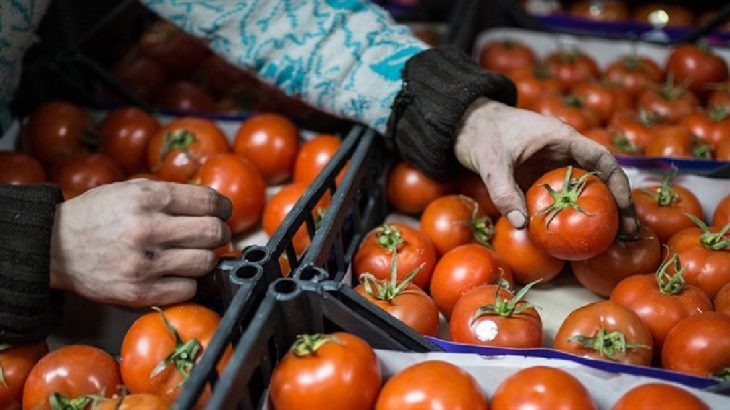 Canlı larvalı domatesler Türkiye’ye iade edildi