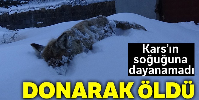 Kars'ın soğuğu tilki dondurdu!