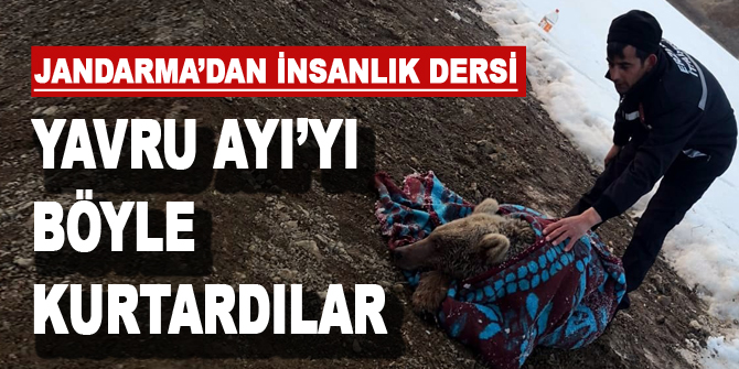 Buz tutan gölete düşen yavru ayıyı jandarma kurtardı