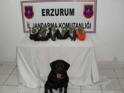 Bu kez Aşkale'de yakaladılar!