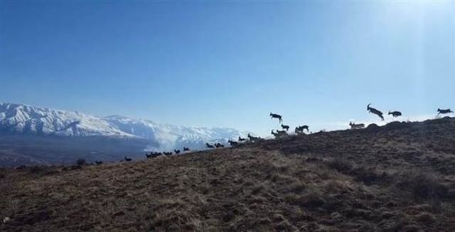 Erzincan'da keçi sürüsü vaşağın saldırısından kaçarken görüntülendi