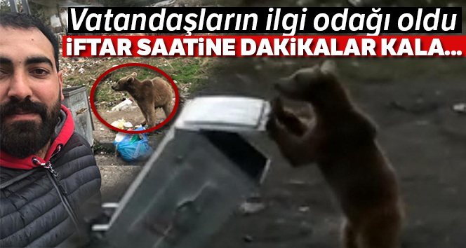 Sarıkamış'ta yemek kokusu yavru ayıyı sokağa indirdi