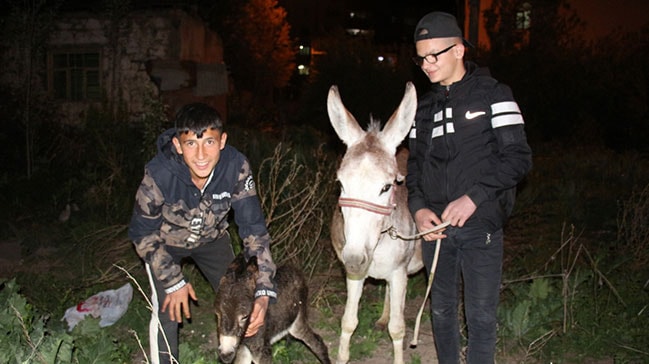 8. sınıf öğrencisi bir veteriner gibi sahipsiz eşeği doğurttu