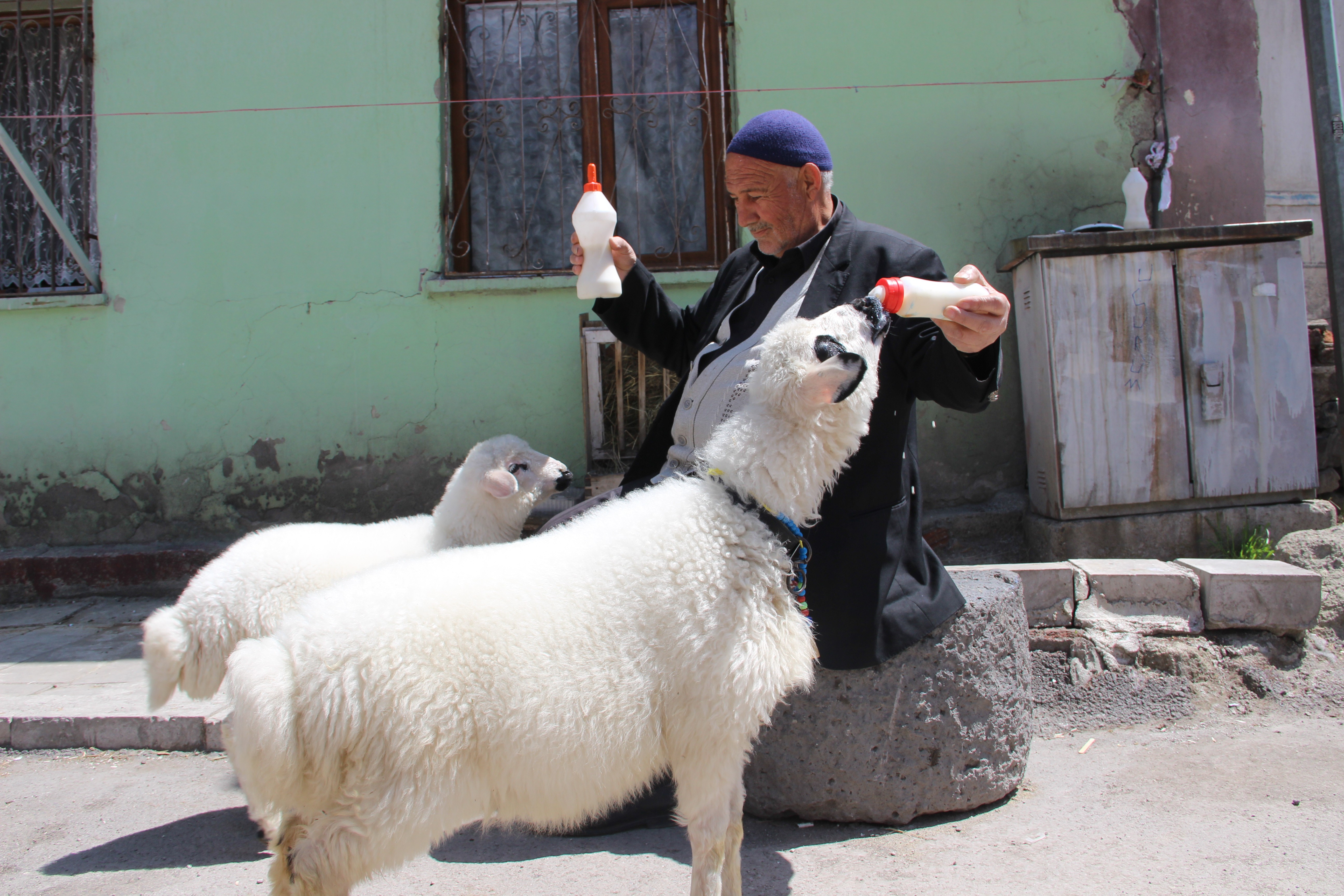 Kuzulu Dede görenlerin ilgi odağı oldu