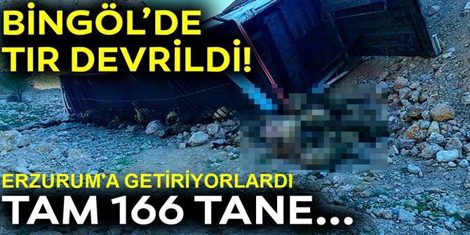 166 Küçükbaş Havyan Telef Oldu