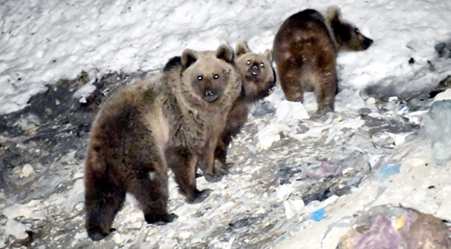 Erzurum'da boz ayılar yiyecek ararken görüntülendi