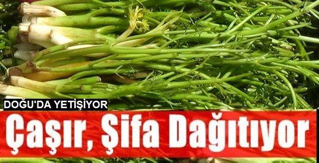 Erzurum'da Çaşır sezonu geç başladı