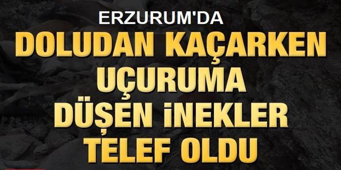 Doludan kaçarken uçuruma düşen inekler telef oldu