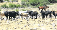 Hamile inek için fetva verdi