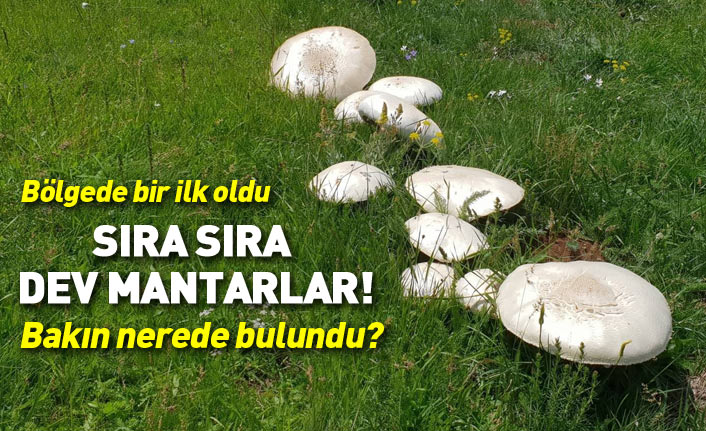 Gümüşhane'de son 25 yılın en büyük mantarı bulundu