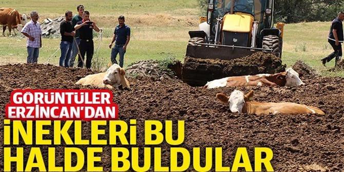 Erzincan’da inek kurtarma operasyonu