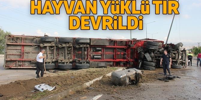 Büyükbaş hayvan yüklü kamyon takla attı, 5 inek telef oldu