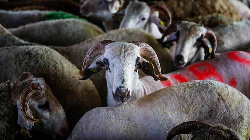 Vekalet yoluyla kurban kesim bedelleri belirlendi