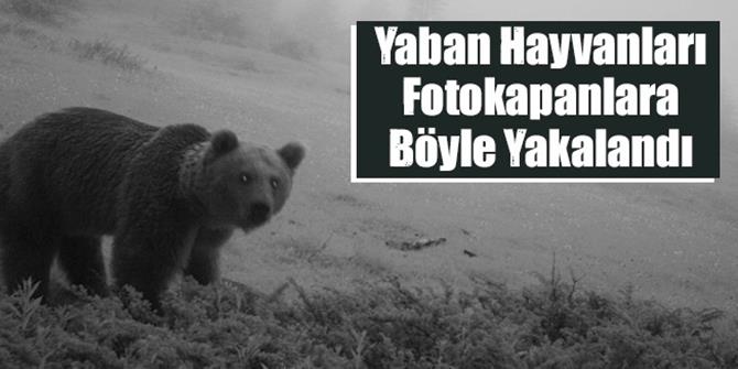 Erzurum’da yaban hayatı fotokapana yansıdı