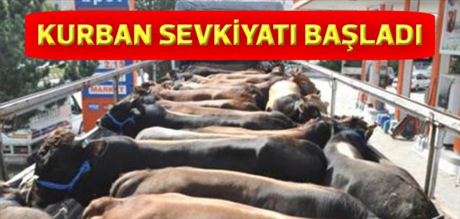 Doğu’dan kurbanlık sevkiyatları başladı