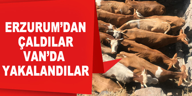 Büyükbaş hayvan hırsızları Van’da yakalandı