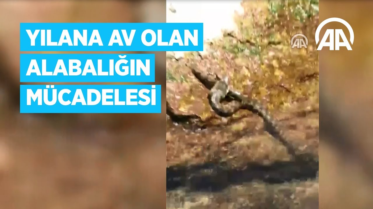 Yılana av olan alabalığın mücadelesi görüntülendi