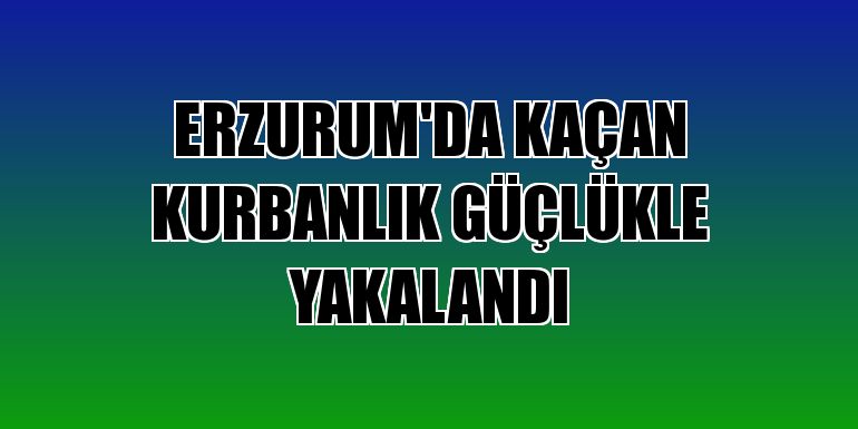 Erzurum'da kaçan kurbanlık güçlükle yakalandı