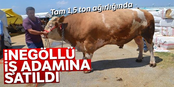 1,5 tonluk tosun 29 bin TL'ye satıldı