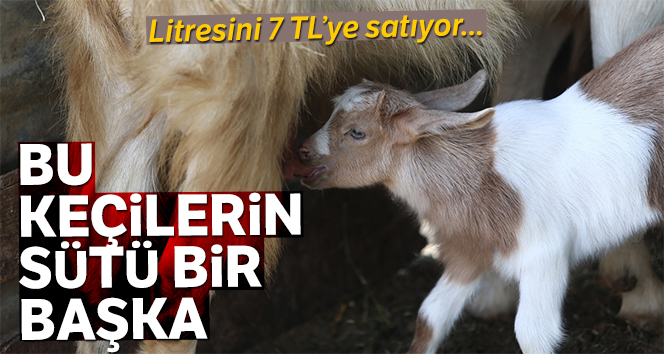 Bu keçilerin sütlerine büyük ilgi!