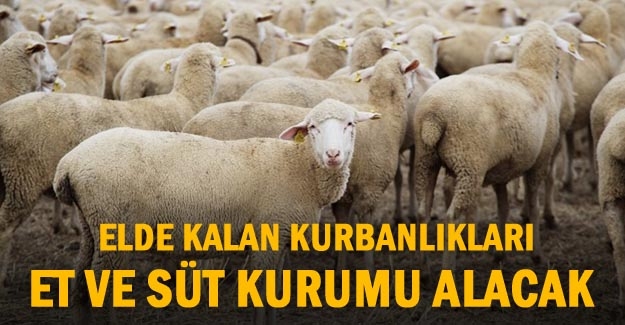 Et ve Süt Kurumu, elde kalan kurbanlıkları satın alacak