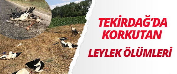 Tekirdağ'da toplu leylek ölümü