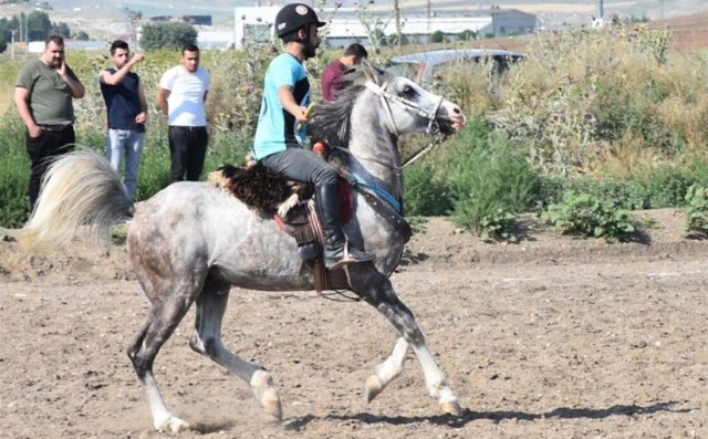 Atlı Cirit yükselme grubu maçları Sivas’ta