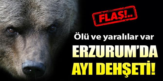 Erzurum'da ayı saldırısı: 1 ölü, 2 yaralı