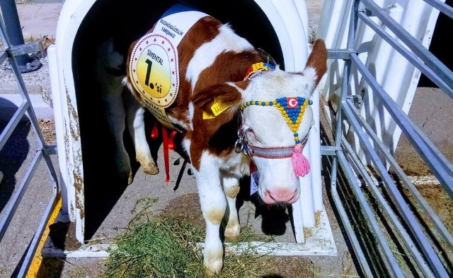 Buzağı Güzellik Yarışmasına Horasan’dan giden buzağılar damga vurdu