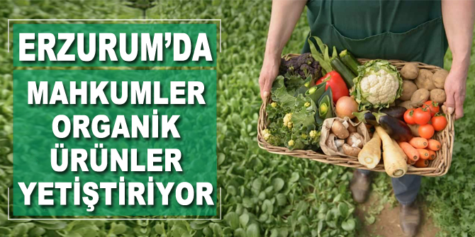 Hükümlüler cezaevinde organik ürünler yetiştiriyor