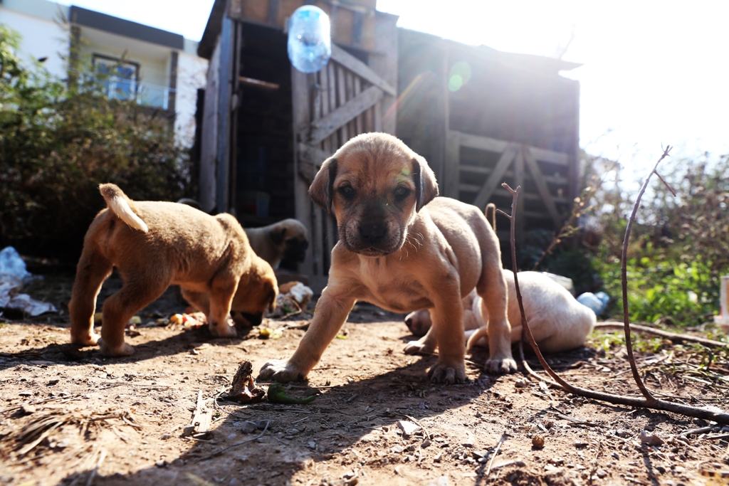 Bodrum Belediyesi köpekleri koruma altına aldı