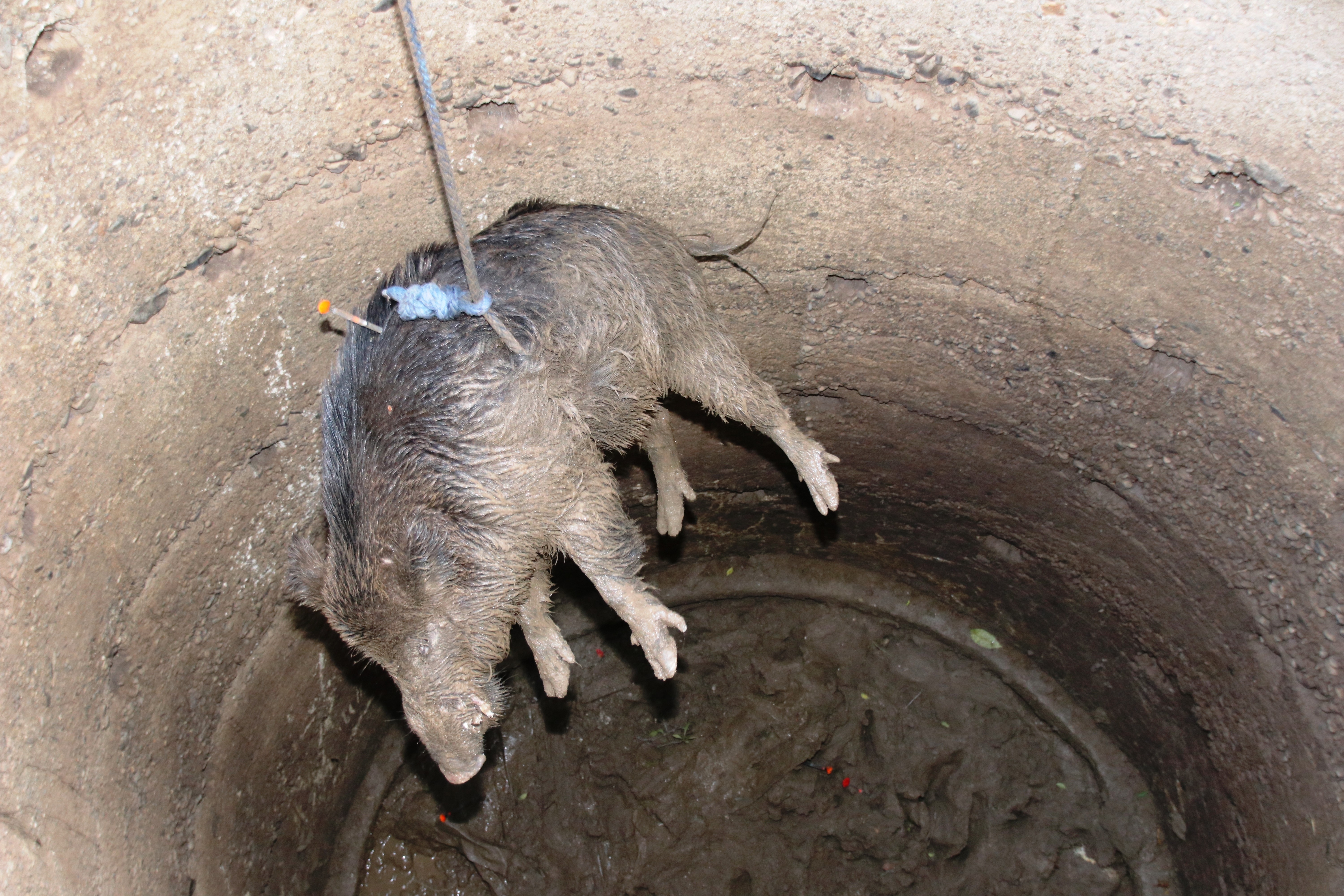 Kuyuya düşen 100 kiloluk domuz vinç yardımıyla 6 saate kurtarıldı