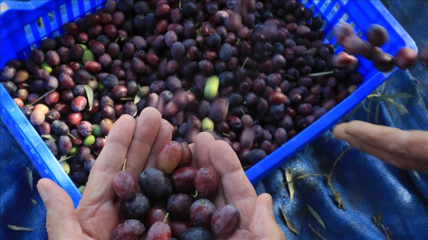 Turizm merkezinin 'yeşil altın'ında hasat zamanı