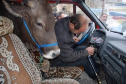 Kurbanlık minibüse bindi!