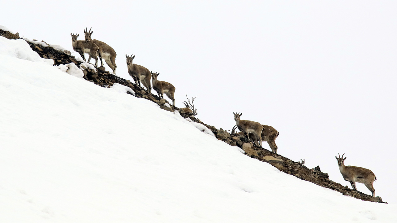 Erzurum'da yaban keçisi sürüsü görüntülendi