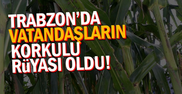 Trabzon'a vampir dadandı