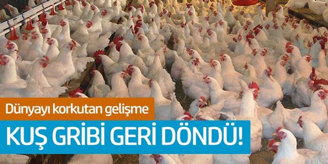 Dünyayı korkutan gelişme: Kuş gribi geri döndü!