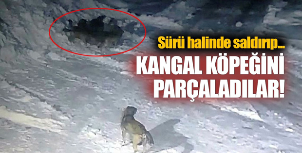 Erzurum’da aç kalan kurtlar köpeği yedi