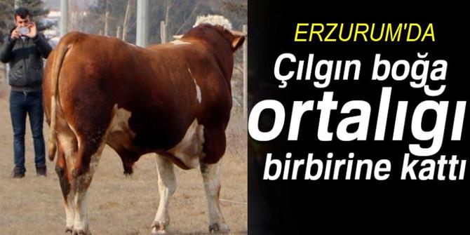 Erzurum'da kızgın boğa trafiği birbirine kattı