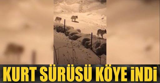 Erzurum'da aç kalan kurtlar köye indi